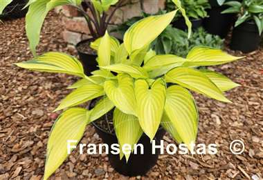 Hosta June Fever